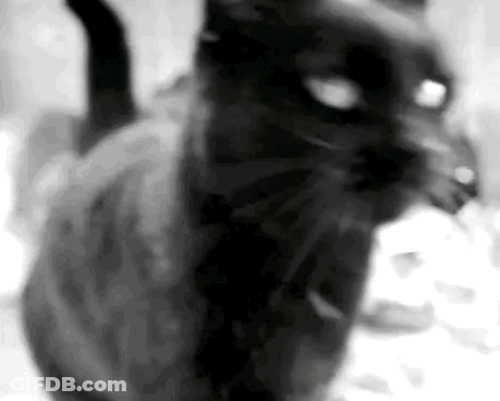 Black And White Cat Looking At Camera GIF