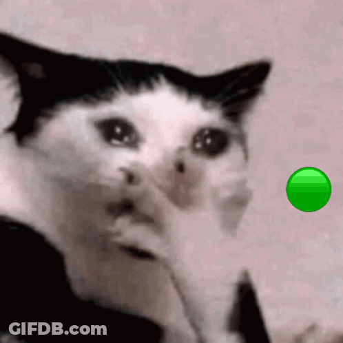 Black And White Cat Looking At Green Circle GIF