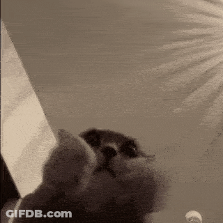 Black And White Cat Looking At Something GIF