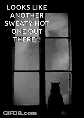 Black And White Cat Looking Out Window Saying Looks Like Another Sweaty Hot One Out There GIF