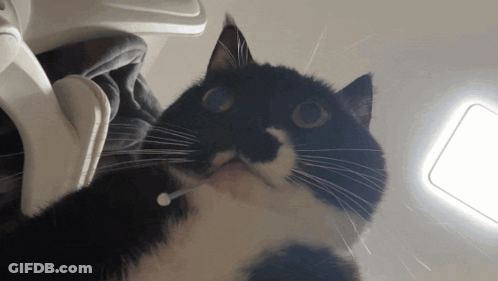 Black And White Cat Looking Up GIF