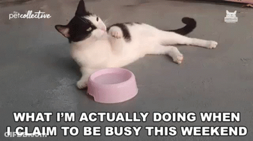 Black And White Cat Lying Beside Pink Bowl GIF