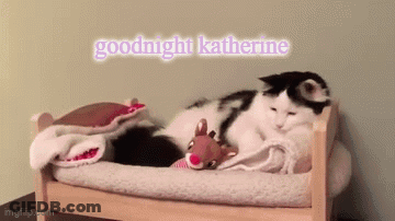 Black And White Cat Lying In Bed Goodnight Katherine GIF
