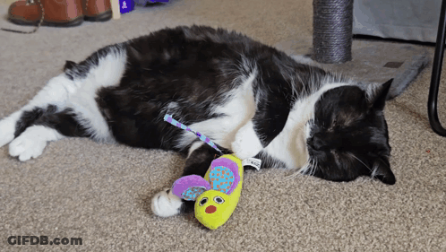 Black And White Cat Lying Near Toy Mouse GIF