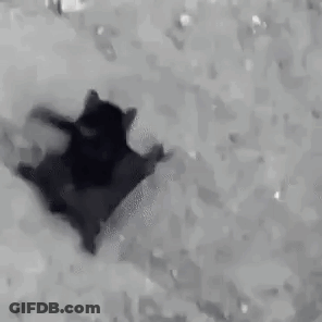 Black And White Cat Lying On Back In Snow GIF