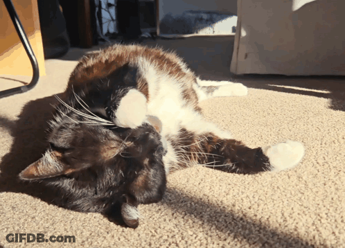 Black And White Cat Lying On Back GIF