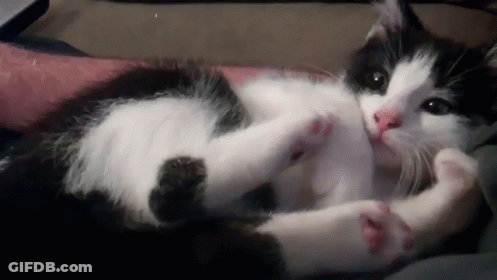 Black And White Cat Lying On Back Licking Paws GIF