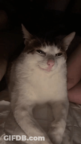 Black And White Cat Lying On Bed GIF
