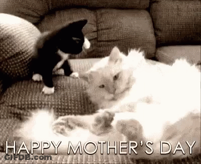 Black And White Cat Lying On Couch Happy Mothers Day GIF
