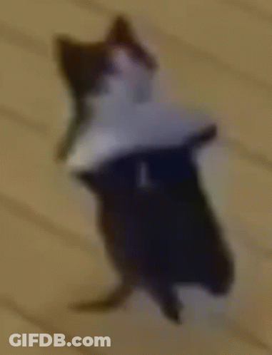 Black And White Cat Lying On Floor GIF