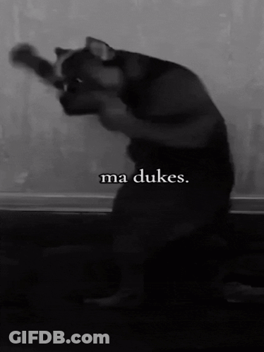 Black And White Cat Ma Dukes GIF