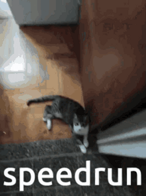 Black And White Cat Memes Speed Run Focus GIF