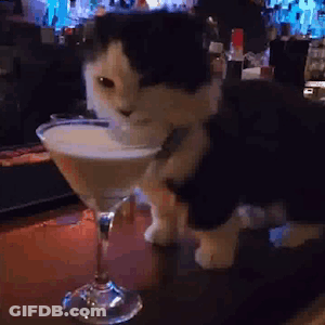 Black And White Cat Next To Martini Glass GIF