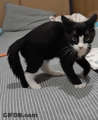 Black And White Cat On Bed GIF