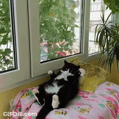 Black And White Cat On Bed GIF