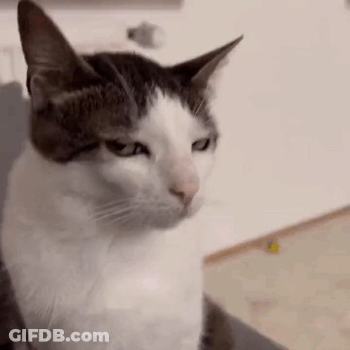 Black And White Cat On Couch Looking At Camera GIF