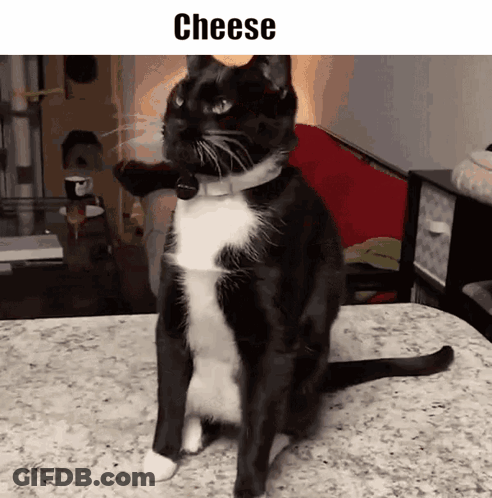 Black And White Cat On Counter Saying Cheese GIF