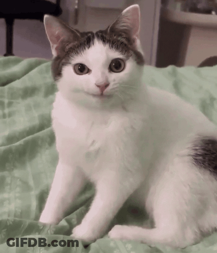 Black And White Cat On Green Blanket GIF