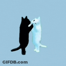 Black And White Cat On Hind Legs GIF