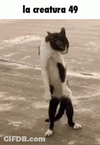 Black And White Cat On Hind Legs At Beach GIF