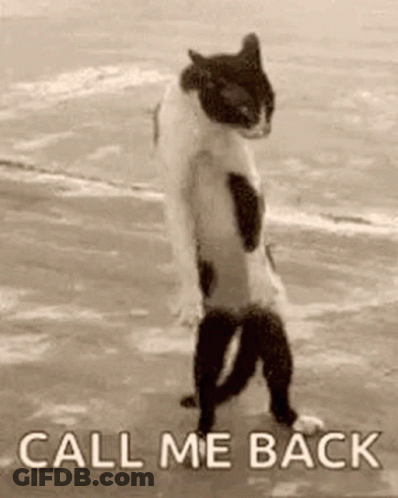 Black And White Cat On Hind Legs On Beach GIF