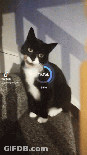 Black And White Cat On Staircase With TikTok Loading GIF