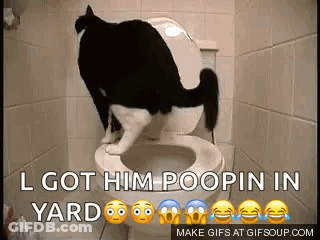 Black And White Cat On Toilet I Got Him Poopin In Yard GIF