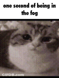 Black And White Cat One Second Of Being In The Fog GIF
