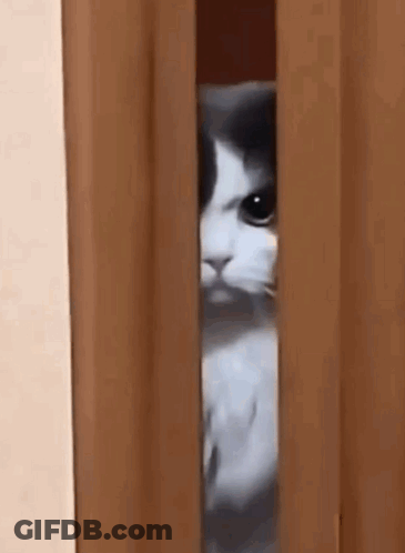 Black And White Cat Peeking Through Door GIF