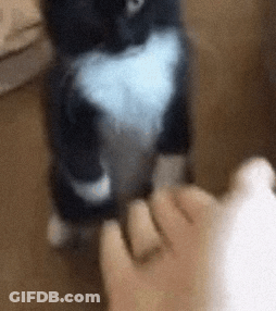 Black And White Cat Petting Person's Foot GIF