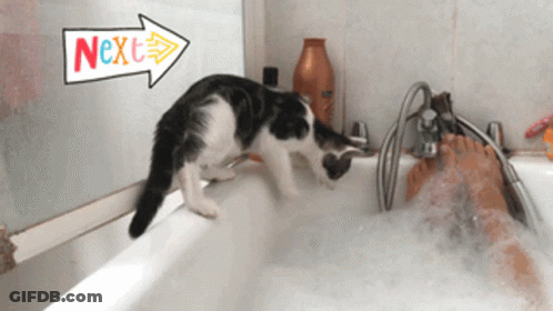 Black And White Cat Playing In Bathtub With Arrow GIF