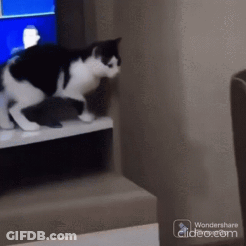 Black And White Cat Playing With Kitten On Shelf Wondershare GIF