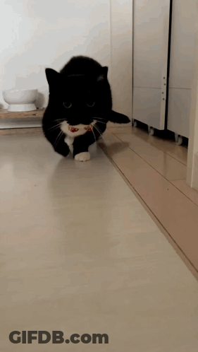 Black And White Cat Playing With Red Toy GIF