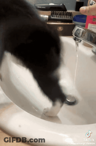 Black And White Cat Playing With Toothbrush GIF
