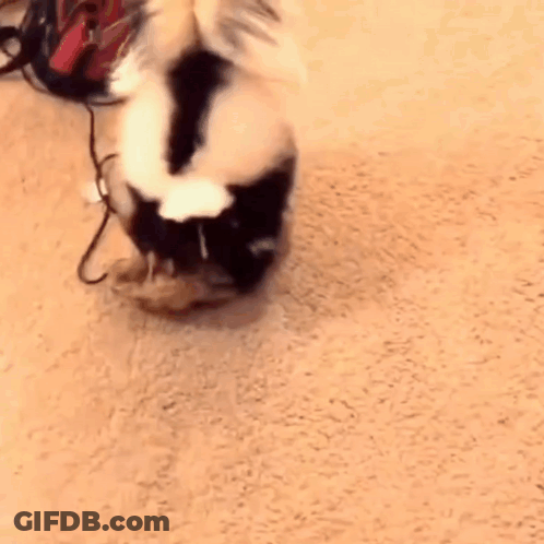 Black And White Cat Playing With Vacuum Cleaner GIF