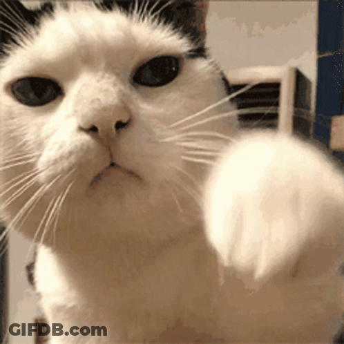 Black And White Cat Pointing GIF