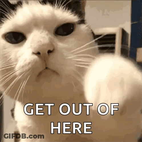 Black And White Cat Pointing Get Out Of Here GIF