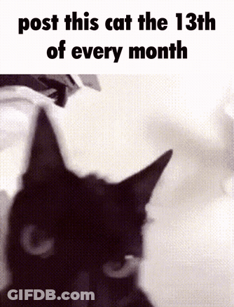 Black And White Cat Post Every 13Th GIF