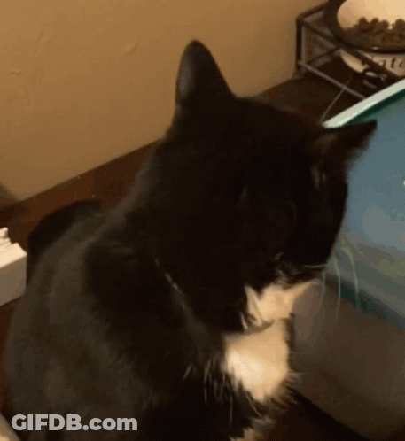Black And White Cat GIF