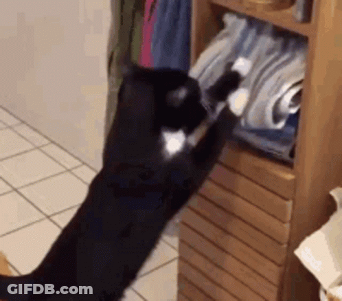 Black And White Cat Reaching Into Closet GIF