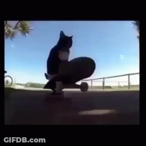 Black And White Cat Riding Skateboard GIF