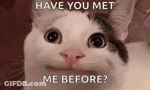 Black And White Cat Saying Have You Met Me Before GIF