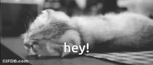Black And White Cat Saying Hey GIF