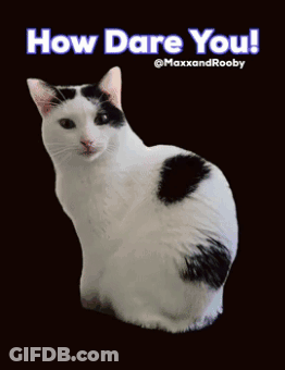 Black And White Cat Saying How Dare You GIF