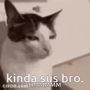 Black And White Cat Saying Kinda Sus Bro GIF