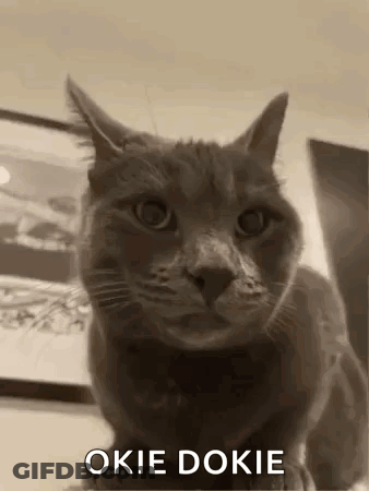 Black And White Cat Saying Okie Dokie GIF