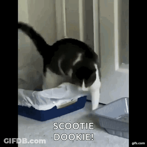 Black And White Cat Saying Scootie Dookie Next To Litter Box GIF