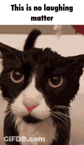 Black And White Cat Saying This Is No Laughing Matter GIF
