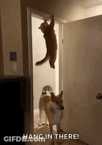 Black And White Cat Says Kat Hang In There GIF