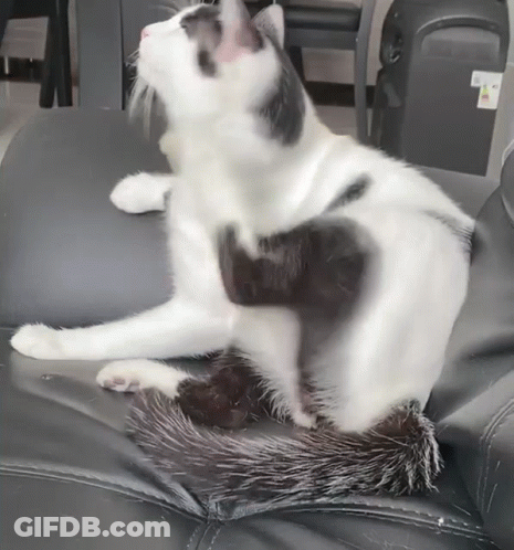 Black And White Cat Scratching On Black Leather Chair GIF